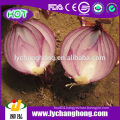 Big Red Onion Supplier